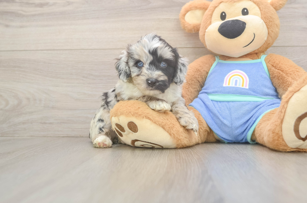 5 week old Mini Aussiedoodle Puppy For Sale - Simply Southern Pups