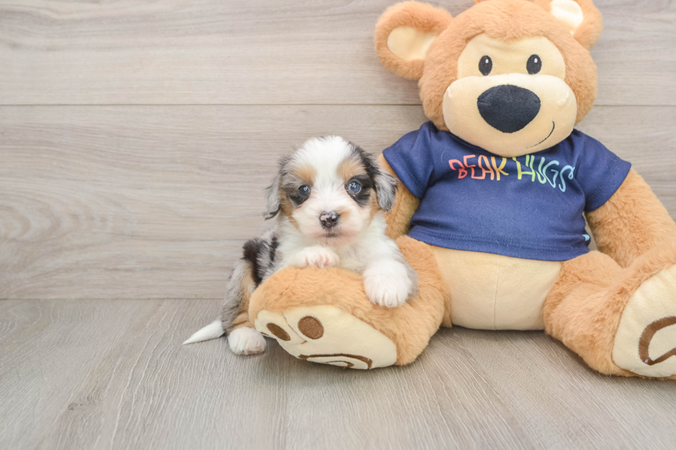 Mini Aussiedoodle Pup Being Cute