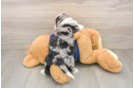 Mini Aussiedoodle Pup Being Cute