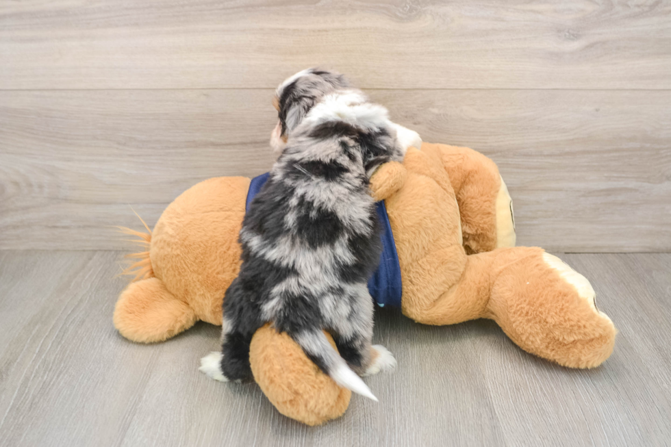 Mini Aussiedoodle Pup Being Cute