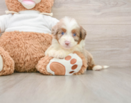 8 week old Mini Aussiedoodle Puppy For Sale - Simply Southern Pups