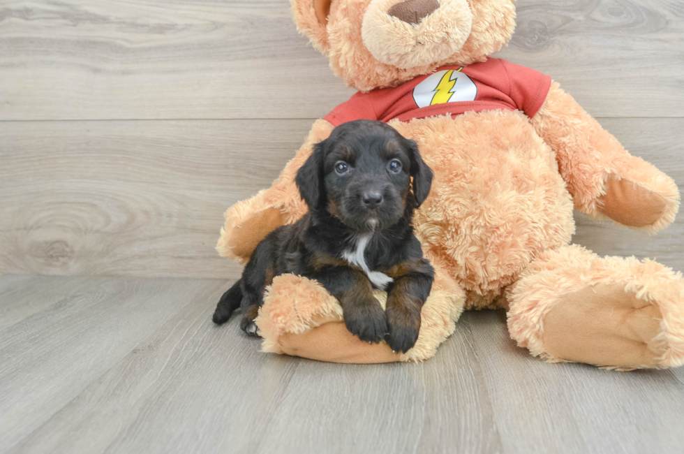 6 week old Mini Aussiedoodle Puppy For Sale - Simply Southern Pups