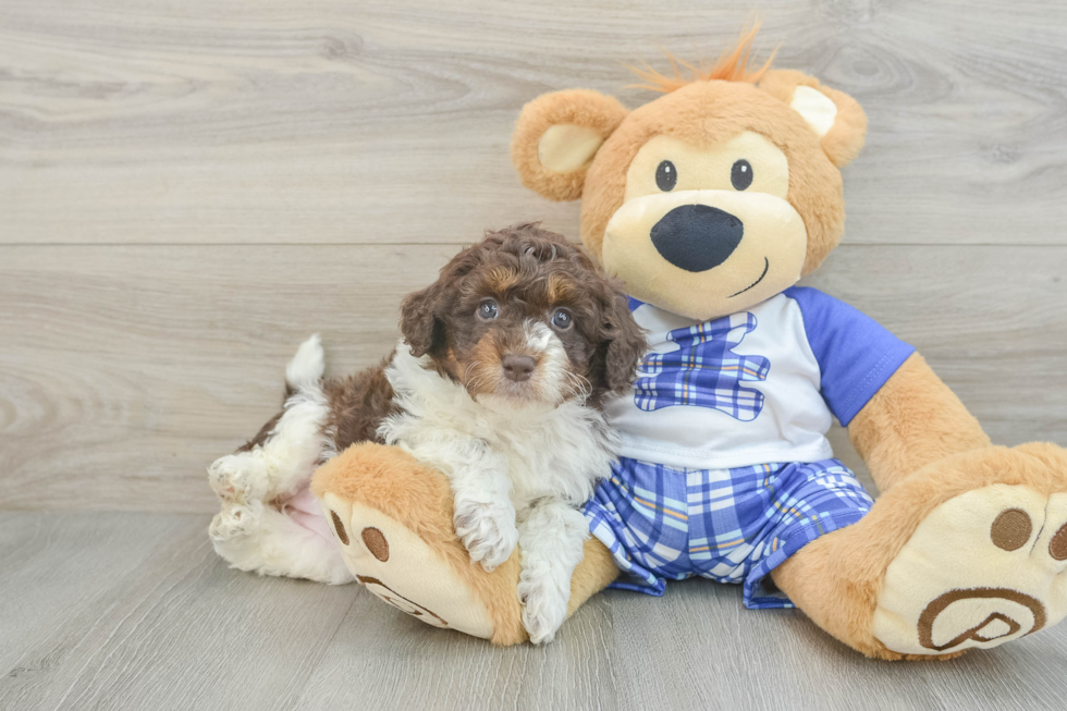 Adorable Mini Australian Shepherd X Poodle Mix Poodle Mix Puppy