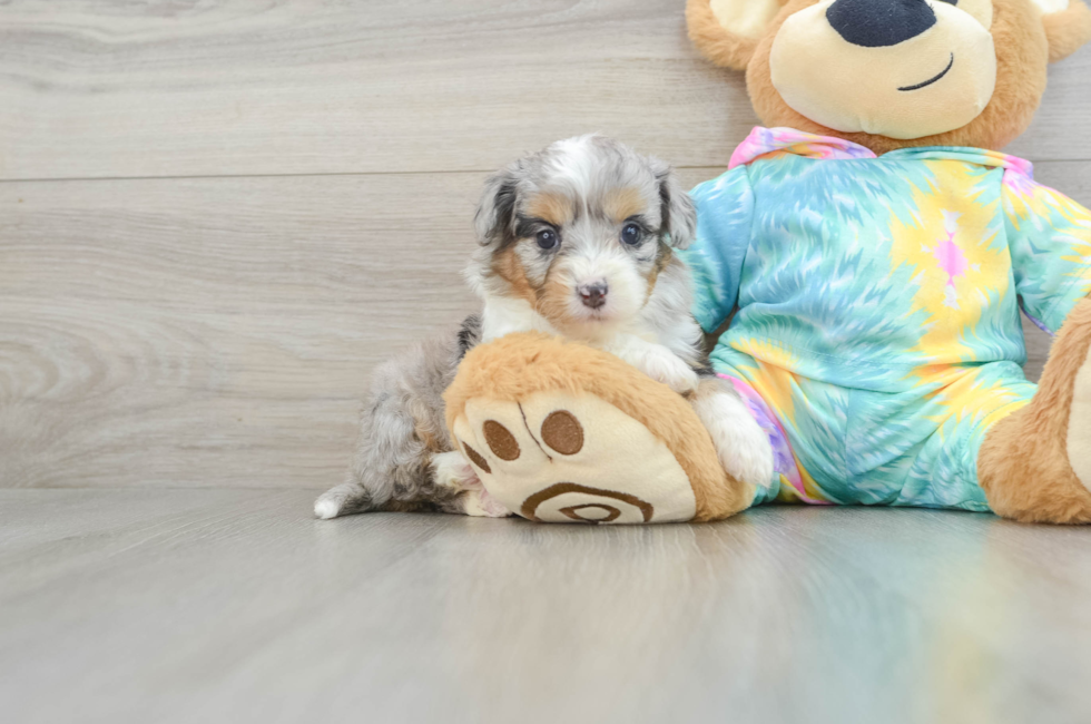 5 week old Mini Aussiedoodle Puppy For Sale - Simply Southern Pups