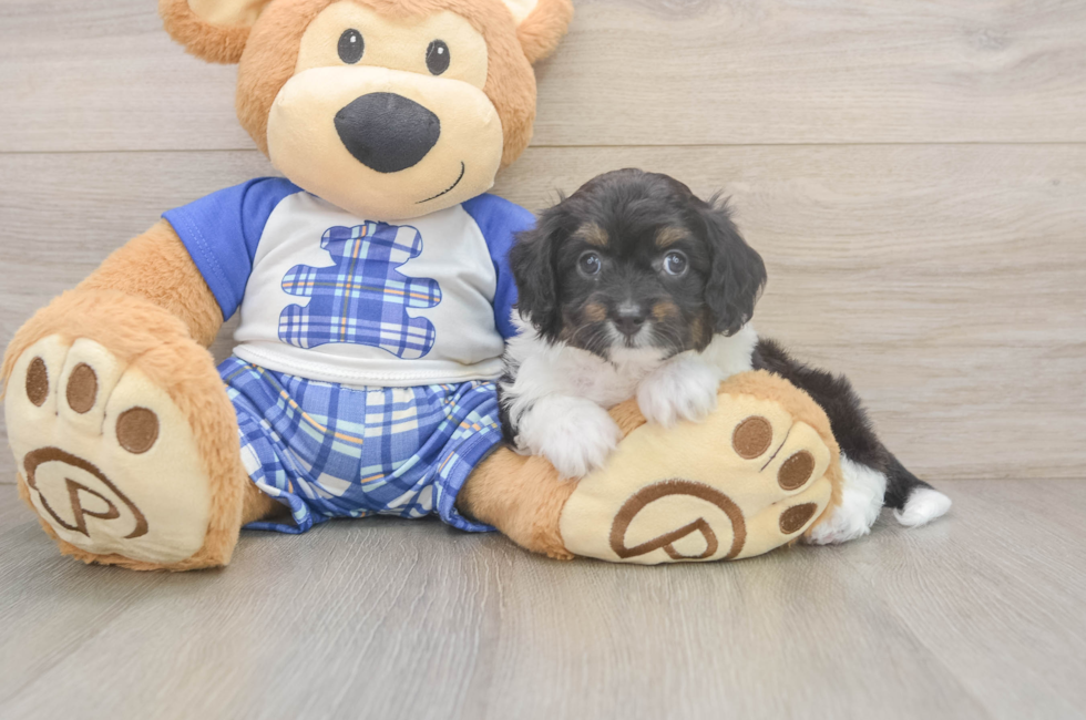 7 week old Mini Aussiedoodle Puppy For Sale - Simply Southern Pups