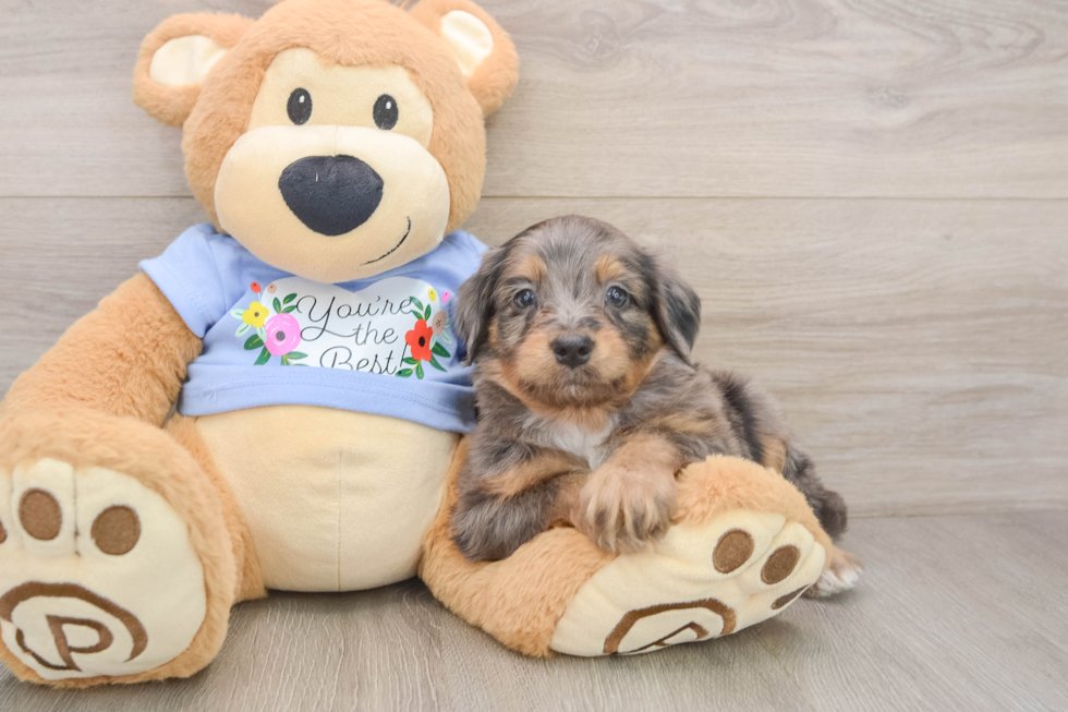 Mini Aussiedoodle Pup Being Cute