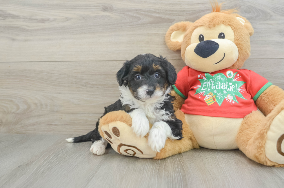 7 week old Mini Aussiedoodle Puppy For Sale - Simply Southern Pups