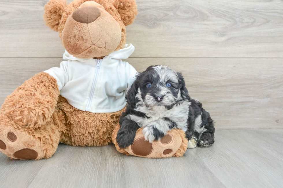 5 week old Mini Aussiedoodle Puppy For Sale - Simply Southern Pups