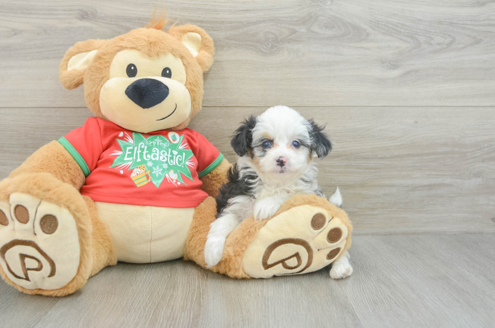 7 week old Mini Aussiedoodle Puppy For Sale - Simply Southern Pups