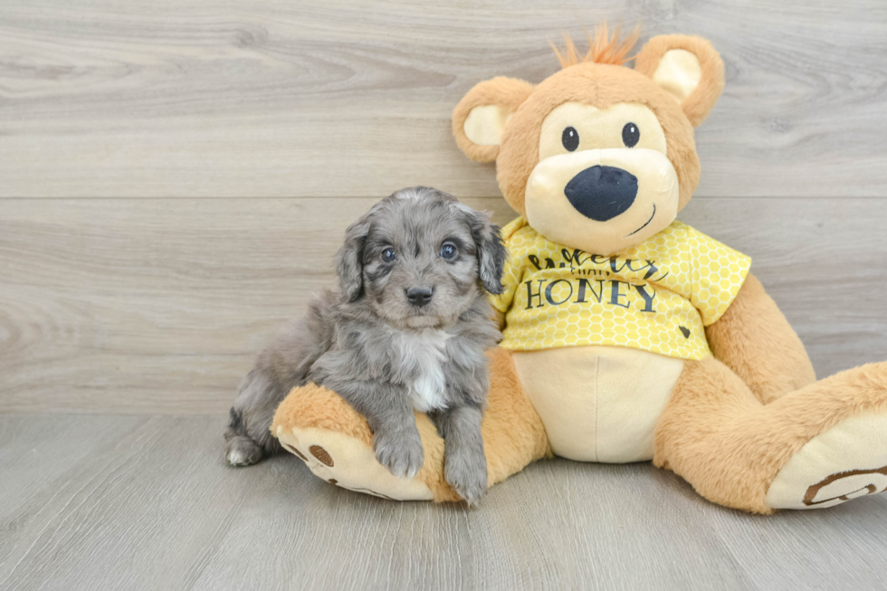 Smart Mini Aussiedoodle Poodle Mix Pup