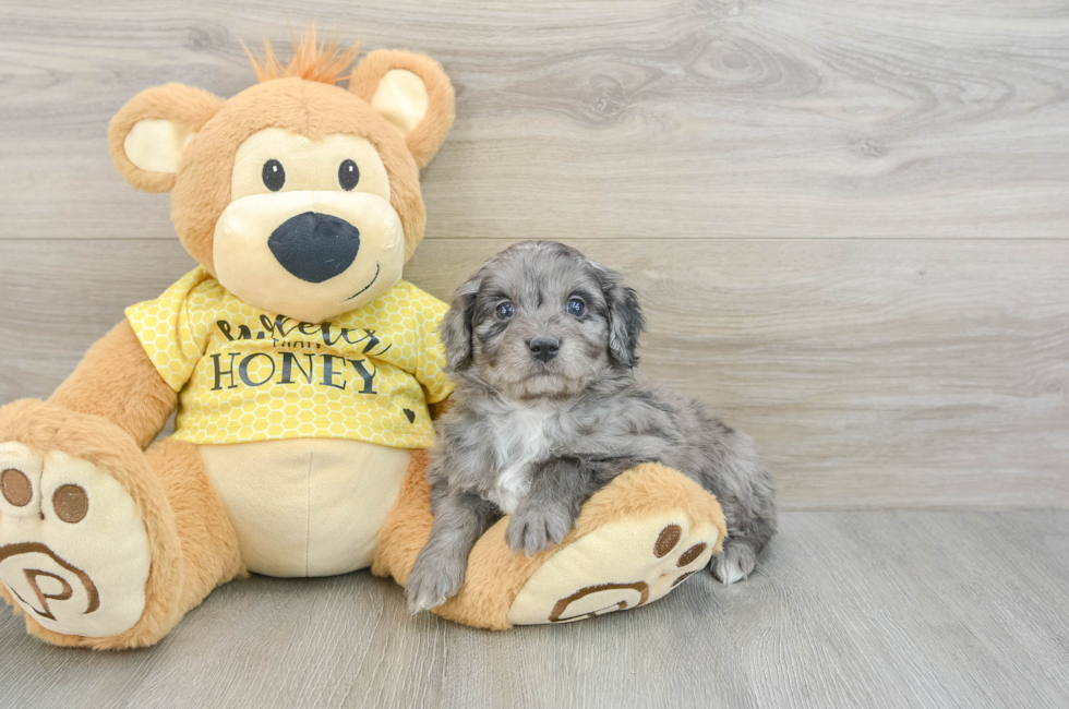 6 week old Mini Aussiedoodle Puppy For Sale - Simply Southern Pups