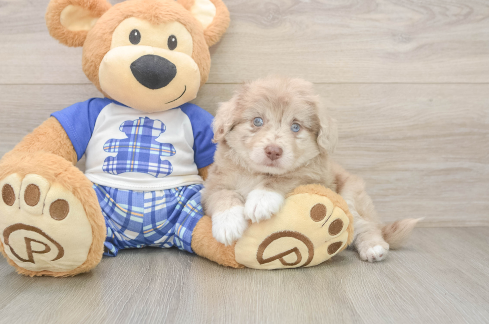 6 week old Mini Aussiedoodle Puppy For Sale - Simply Southern Pups