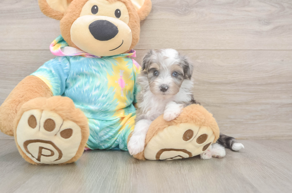 6 week old Mini Aussiedoodle Puppy For Sale - Simply Southern Pups