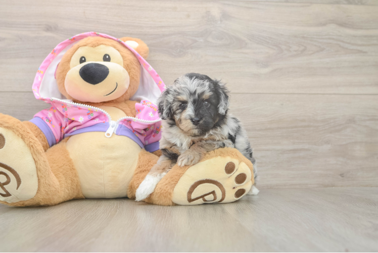 Hypoallergenic Aussiepoo Poodle Mix Puppy