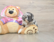 7 week old Mini Aussiedoodle Puppy For Sale - Simply Southern Pups