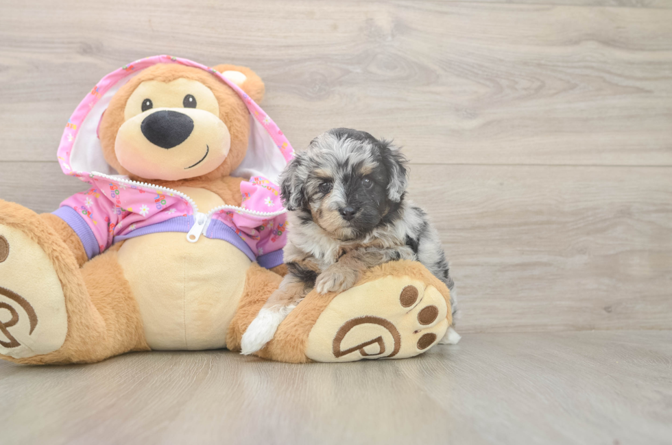 5 week old Mini Aussiedoodle Puppy For Sale - Simply Southern Pups