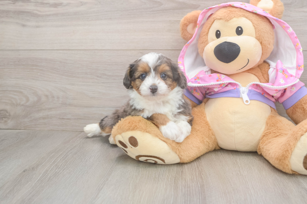 Best Mini Aussiedoodle Baby
