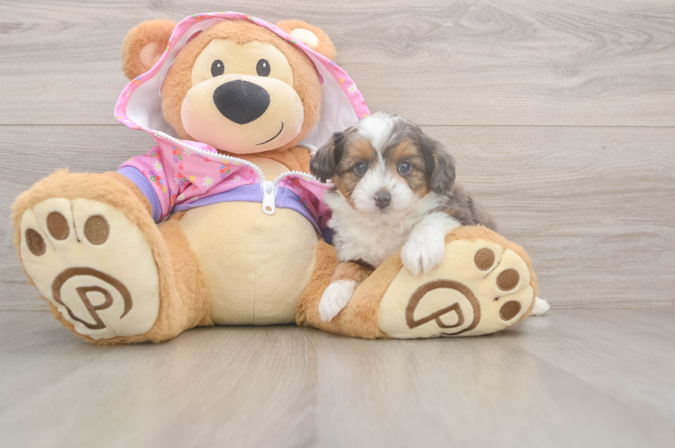 5 week old Mini Aussiedoodle Puppy For Sale - Simply Southern Pups