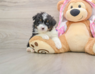 7 week old Mini Aussiedoodle Puppy For Sale - Simply Southern Pups