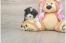 Smart Mini Aussiedoodle Poodle Mix Pup