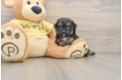 Mini Aussiedoodle Pup Being Cute