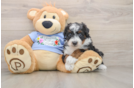 Best Mini Aussiedoodle Baby