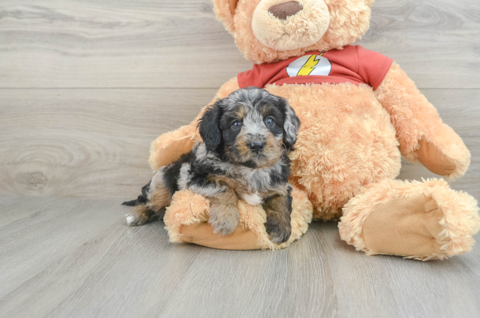 7 week old Mini Aussiedoodle Puppy For Sale - Simply Southern Pups