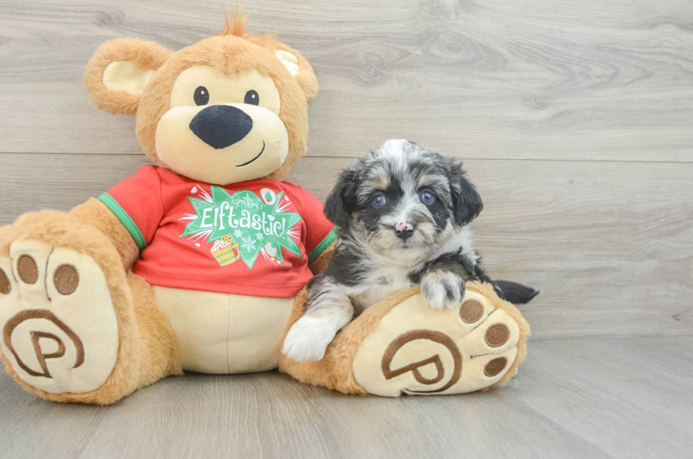 7 week old Mini Aussiedoodle Puppy For Sale - Simply Southern Pups