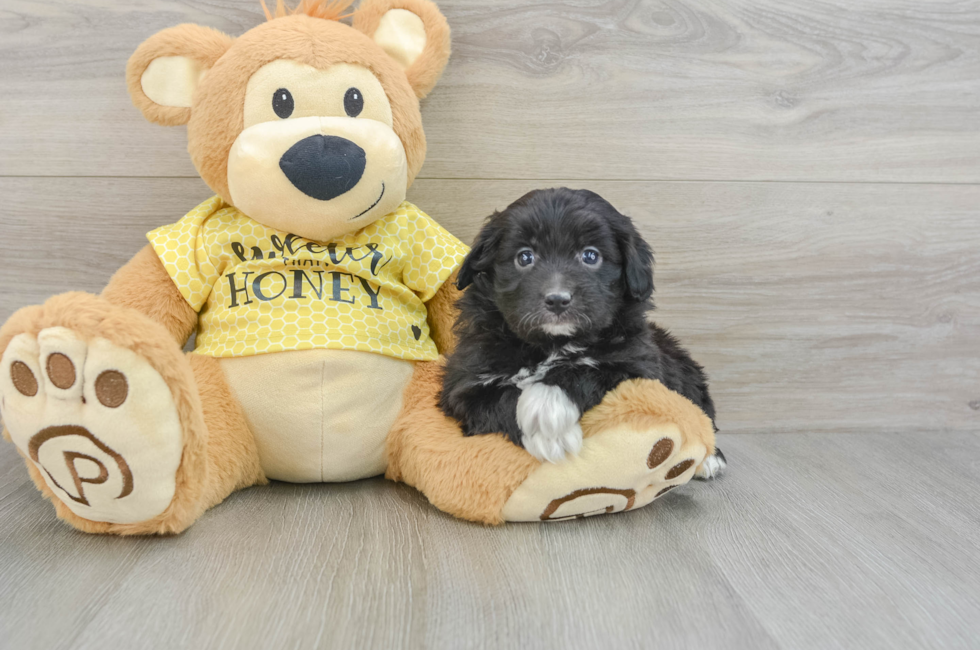 6 week old Mini Aussiedoodle Puppy For Sale - Simply Southern Pups