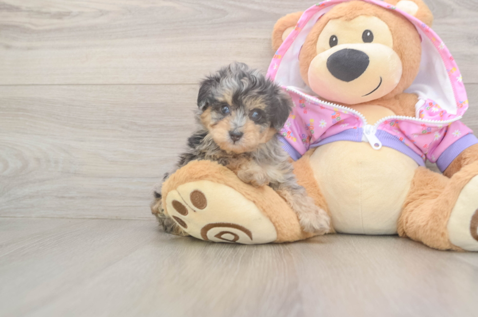 6 week old Mini Aussiedoodle Puppy For Sale - Simply Southern Pups