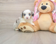 8 week old Mini Aussiedoodle Puppy For Sale - Simply Southern Pups