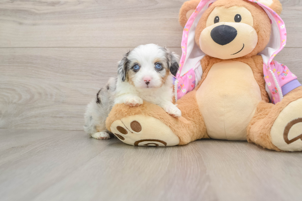 Best Mini Aussiedoodle Baby