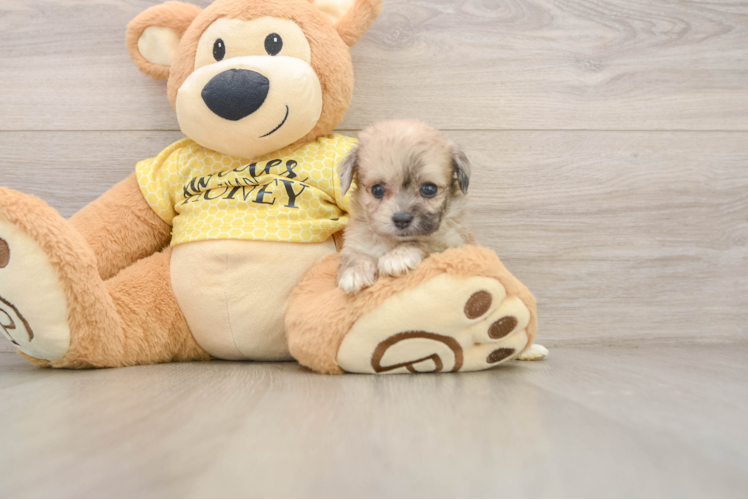 Smart Mini Aussiedoodle Poodle Mix Pup