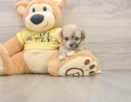 9 week old Mini Aussiedoodle Puppy For Sale - Simply Southern Pups