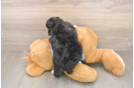 Mini Aussiedoodle Pup Being Cute