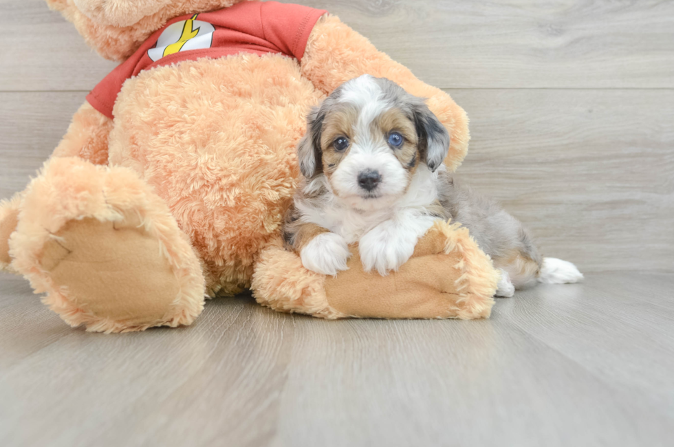 7 week old Mini Aussiedoodle Puppy For Sale - Simply Southern Pups