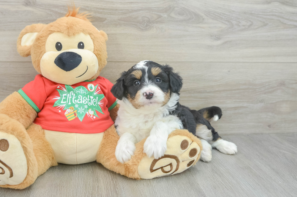 7 week old Mini Aussiedoodle Puppy For Sale - Simply Southern Pups