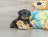 8 week old Mini Aussiedoodle Puppy For Sale - Simply Southern Pups