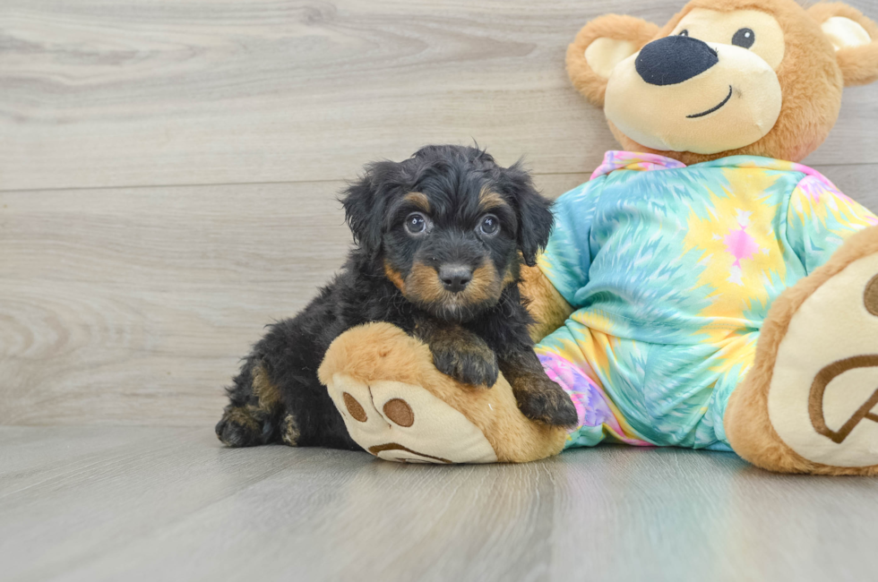 7 week old Mini Aussiedoodle Puppy For Sale - Simply Southern Pups