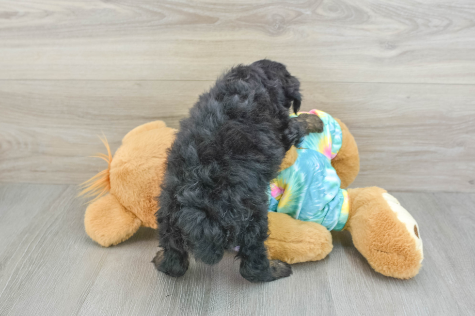 Best Mini Aussiedoodle Baby