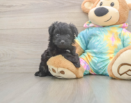 6 week old Mini Aussiedoodle Puppy For Sale - Simply Southern Pups