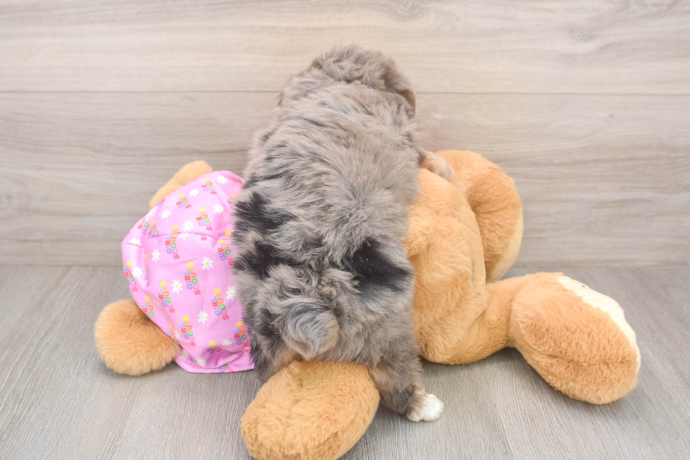 Cute Mini Aussiedoodle Baby