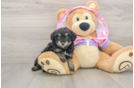 Mini Aussiedoodle Puppy for Adoption