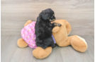 Happy Mini Aussiedoodle Baby