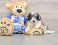 8 week old Mini Aussiedoodle Puppy For Sale - Simply Southern Pups