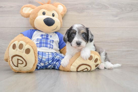 Mini Aussiedoodle Puppy for Adoption