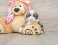 7 week old Mini Aussiedoodle Puppy For Sale - Simply Southern Pups