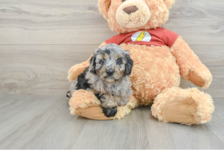 Best Mini Aussiedoodle Baby