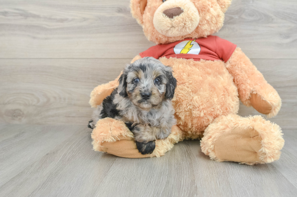 7 week old Mini Aussiedoodle Puppy For Sale - Simply Southern Pups