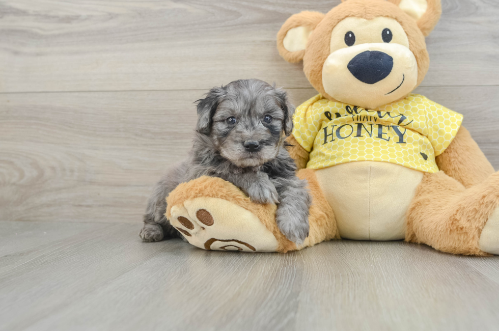 6 week old Mini Aussiedoodle Puppy For Sale - Simply Southern Pups